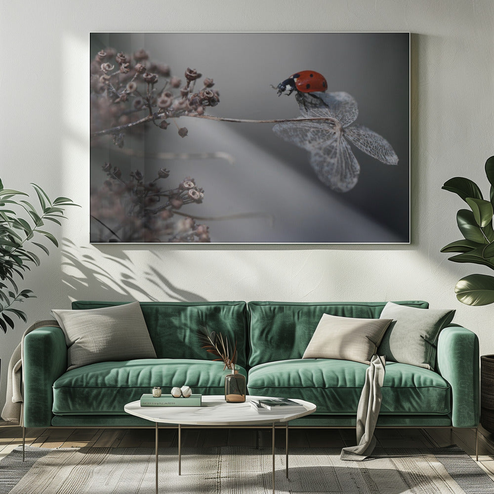 Marienkäfer auf Hortensie. | Leinwand