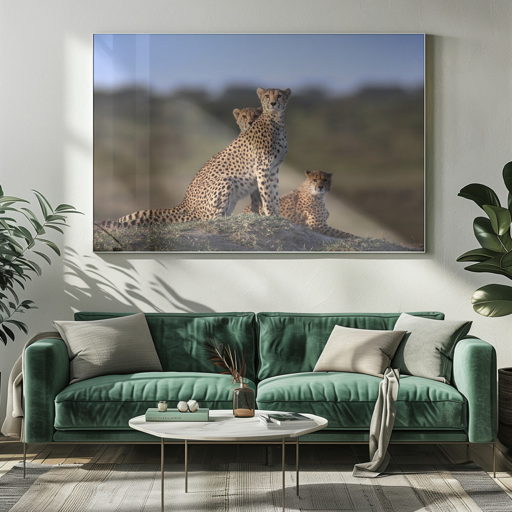 Gepardenfamilie | Leinwand