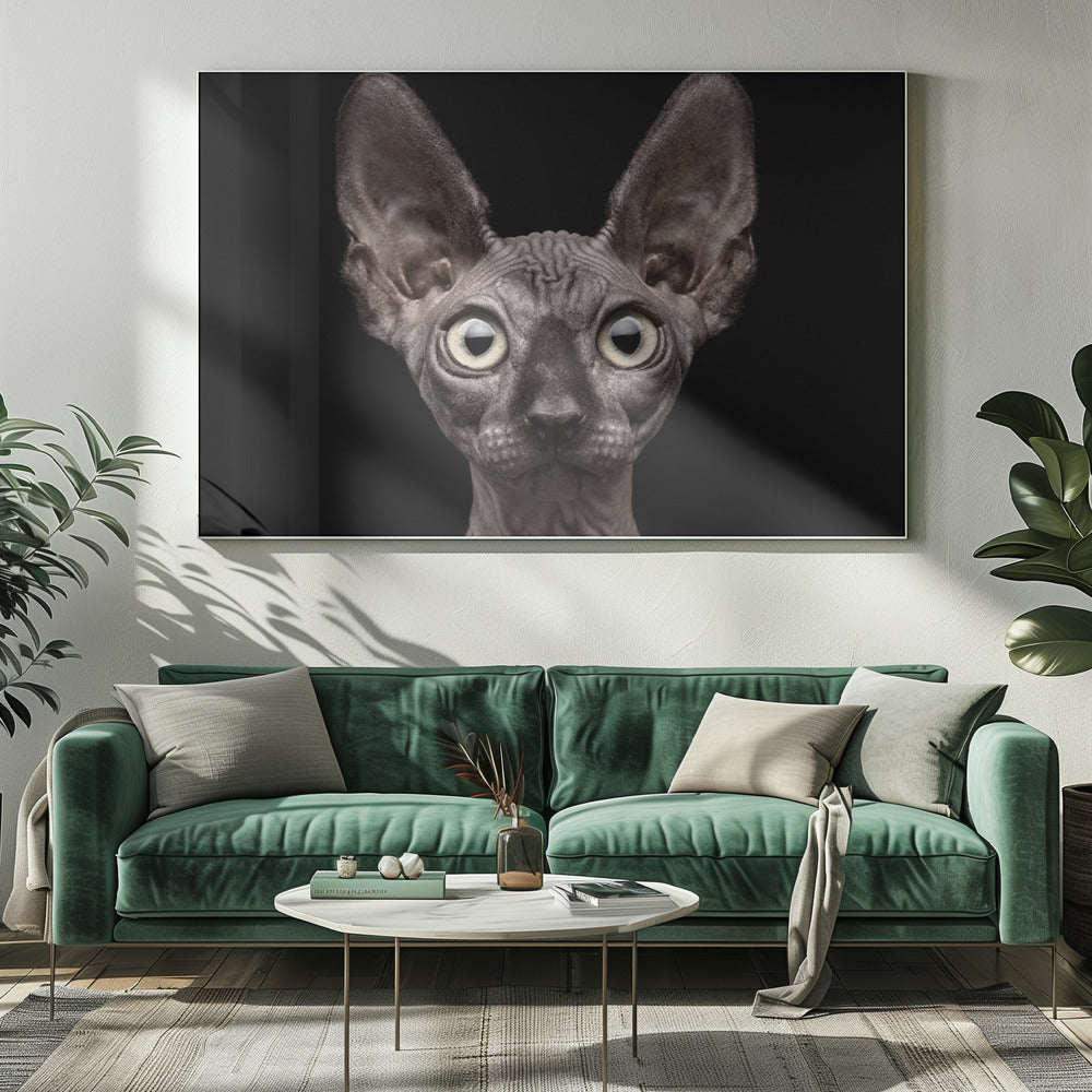 Sphynx Katze | Leinwand