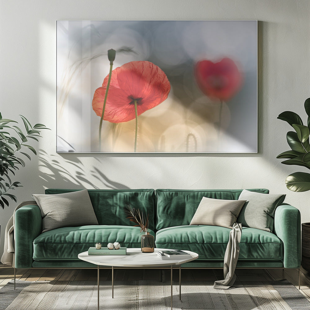 Morgenmohn | Leinwand
