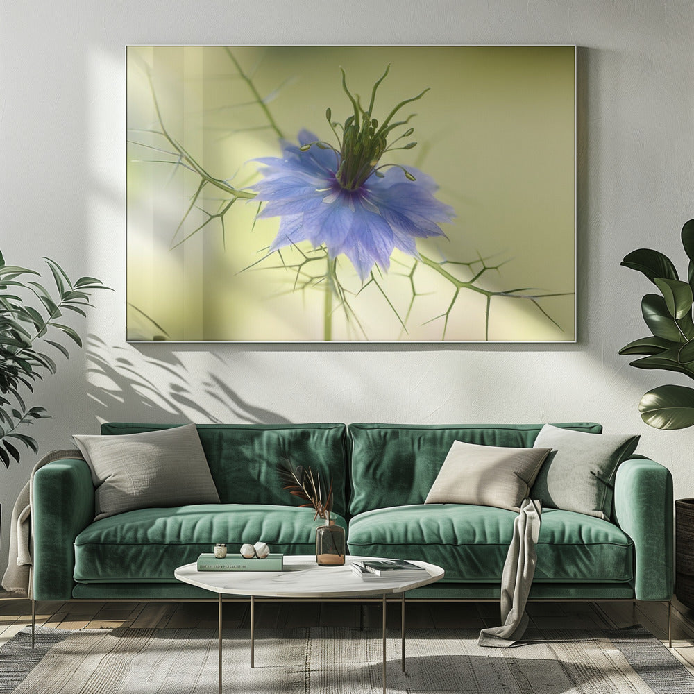 Nigella | Leinwand