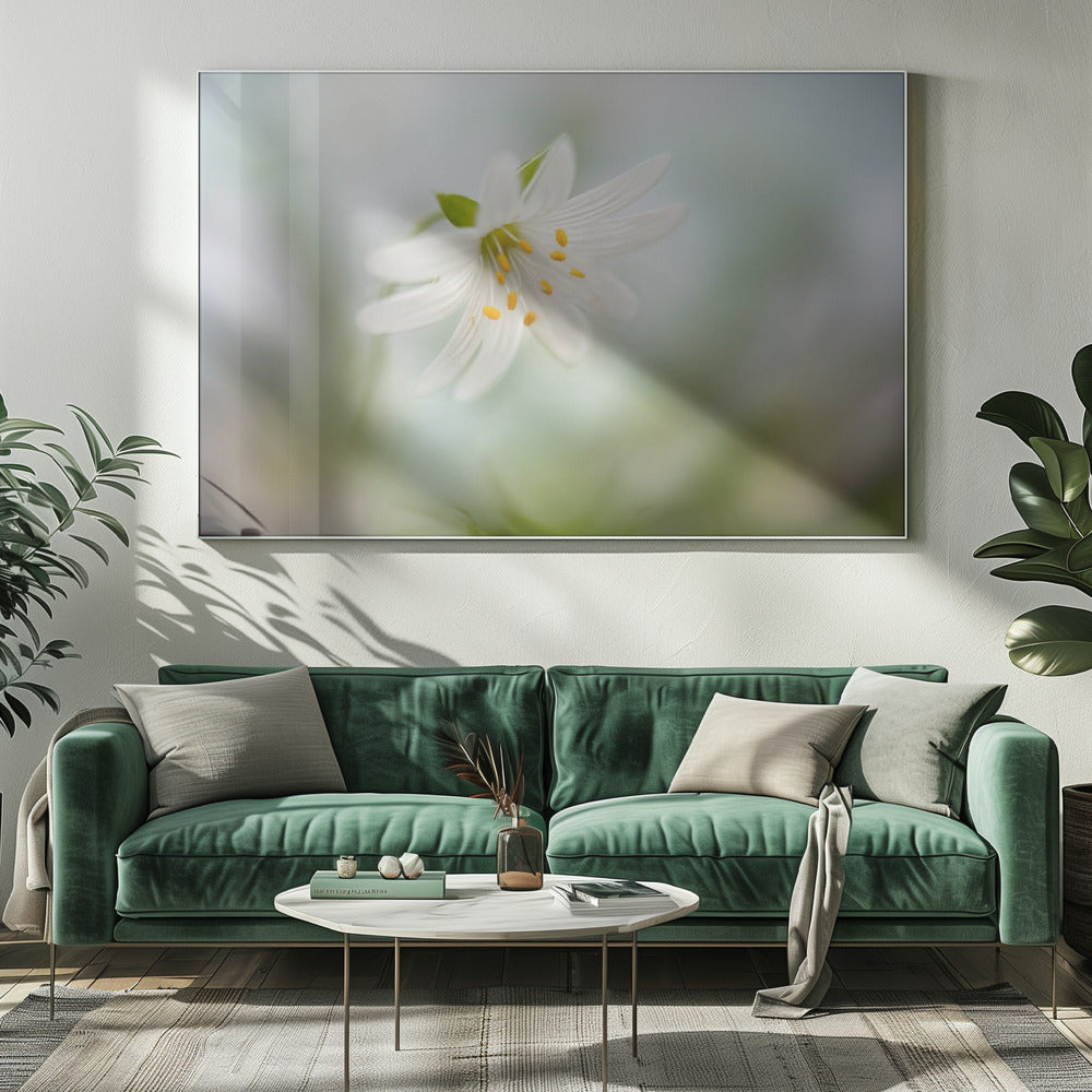 Frühlingssternmiere | Leinwand