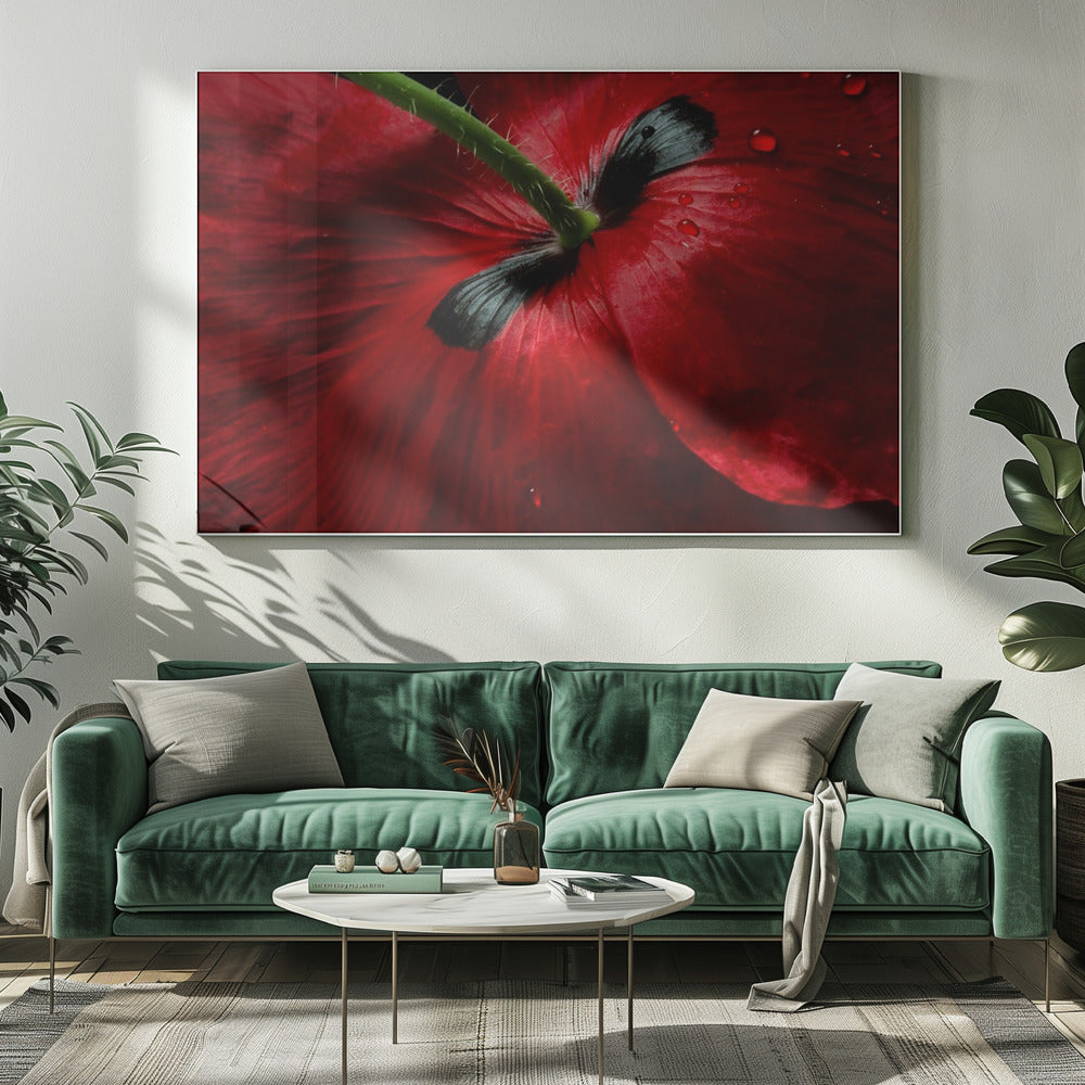 Papaver Leidenschaft | Leinwand