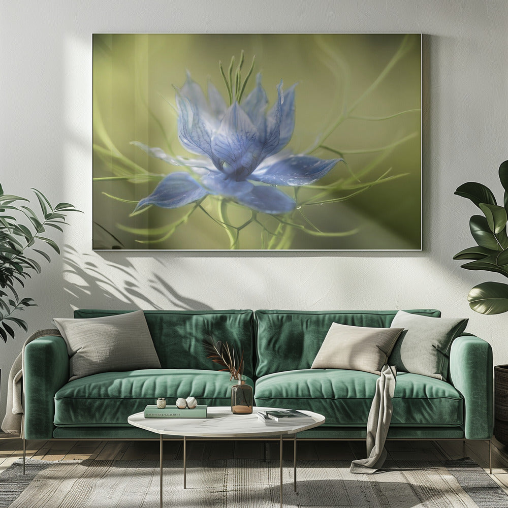 Nigella | Leinwand