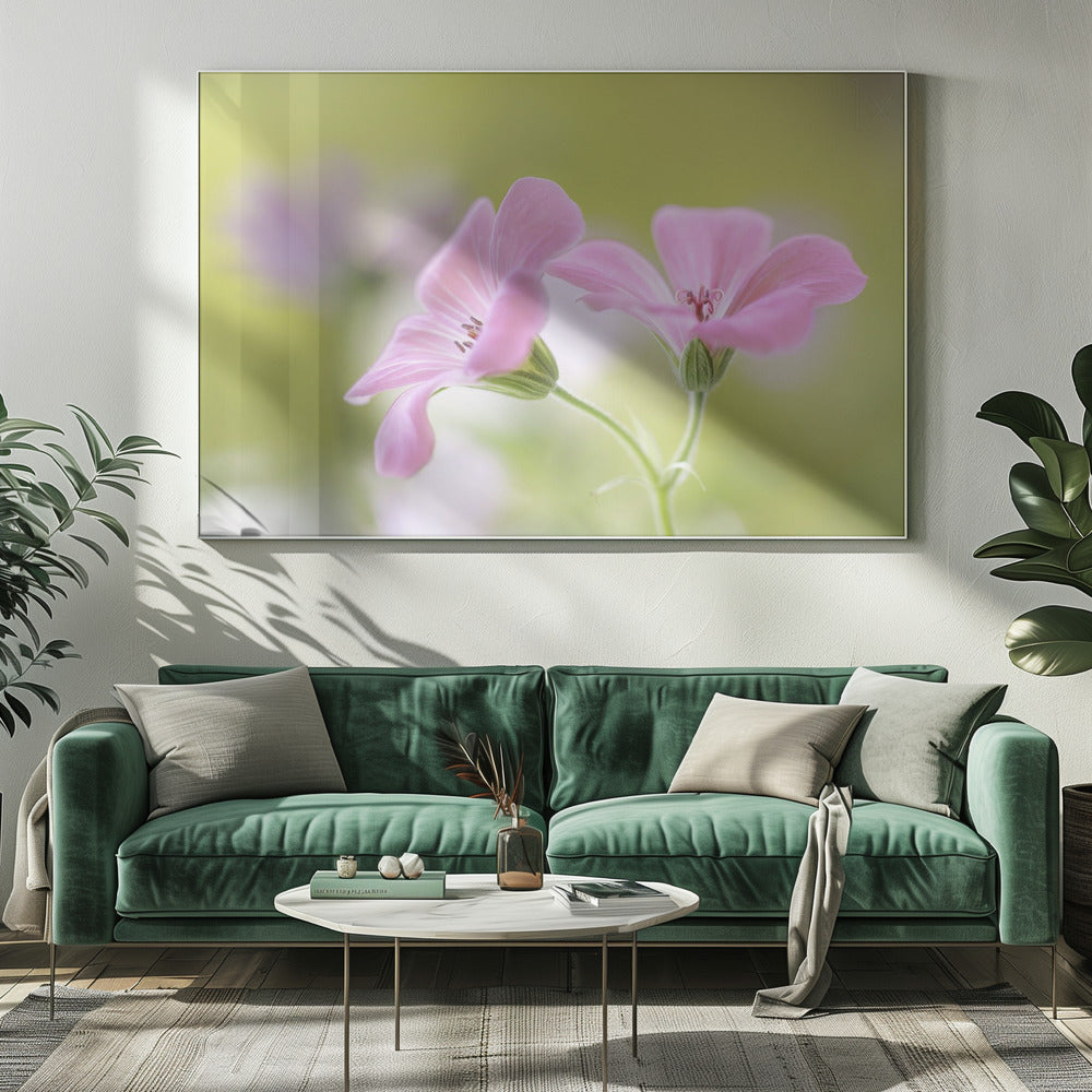Rosa Melodie | Leinwand