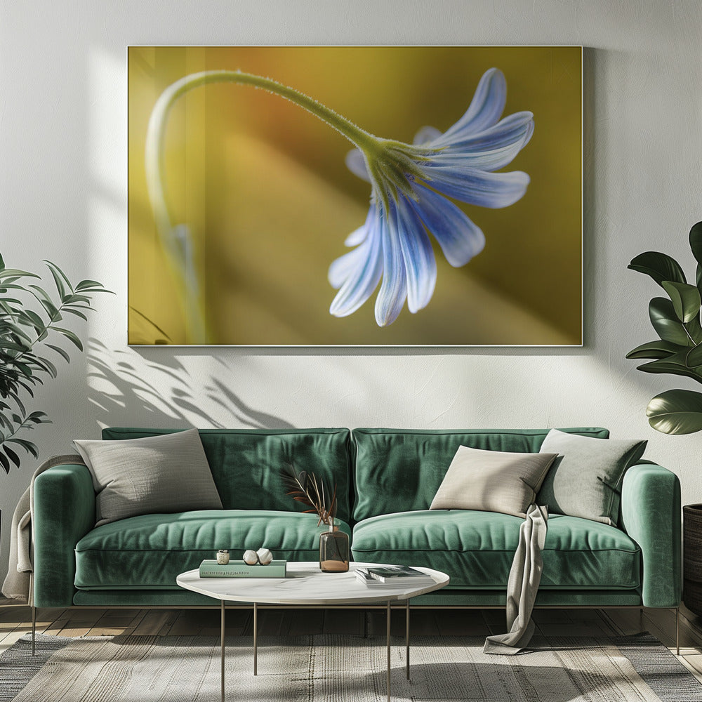 Cape Daisy | Leinwand