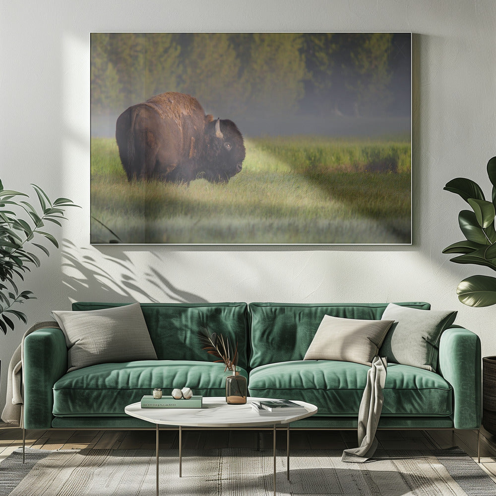 Bison im Morgenlicht | Leinwand