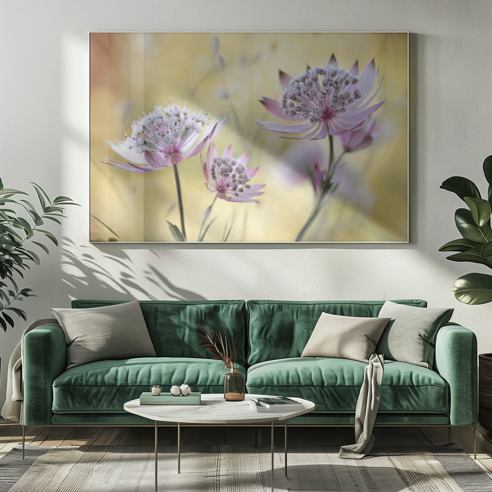 Astrantia Major | Leinwand
