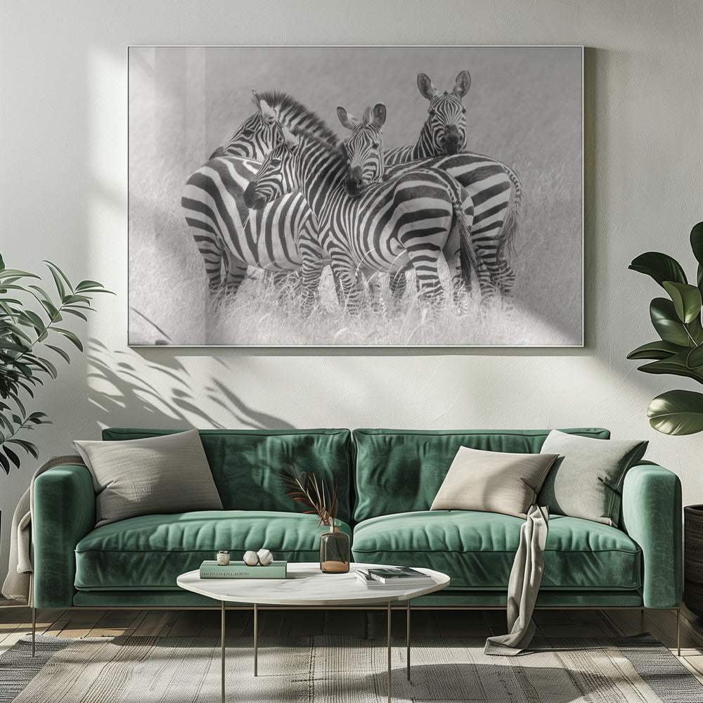 Zebras | Leinwand