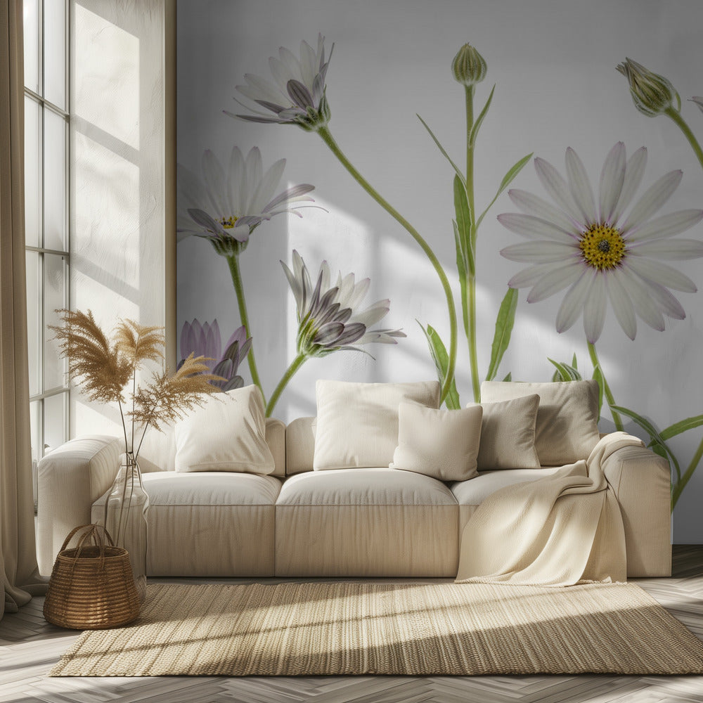 Cape Daisies | Tapete