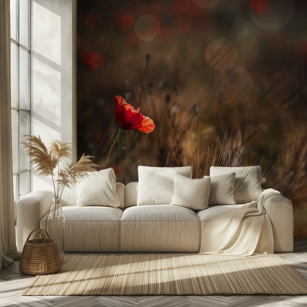 Mohn | Tapete