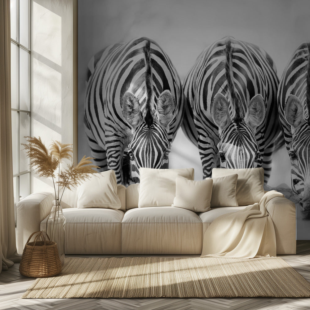 Zebras | Tapete