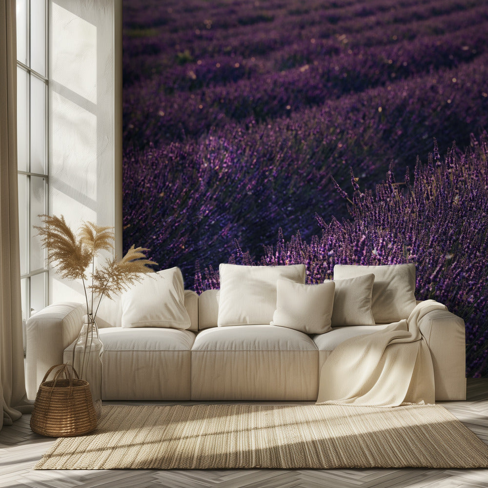 Provence Lavendel | Tapete