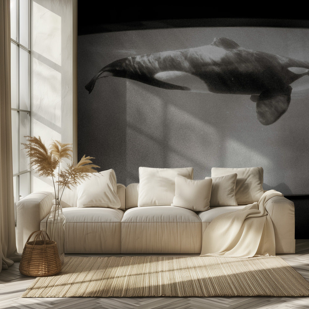 Im Reich des Orcas | Hintergrundbild