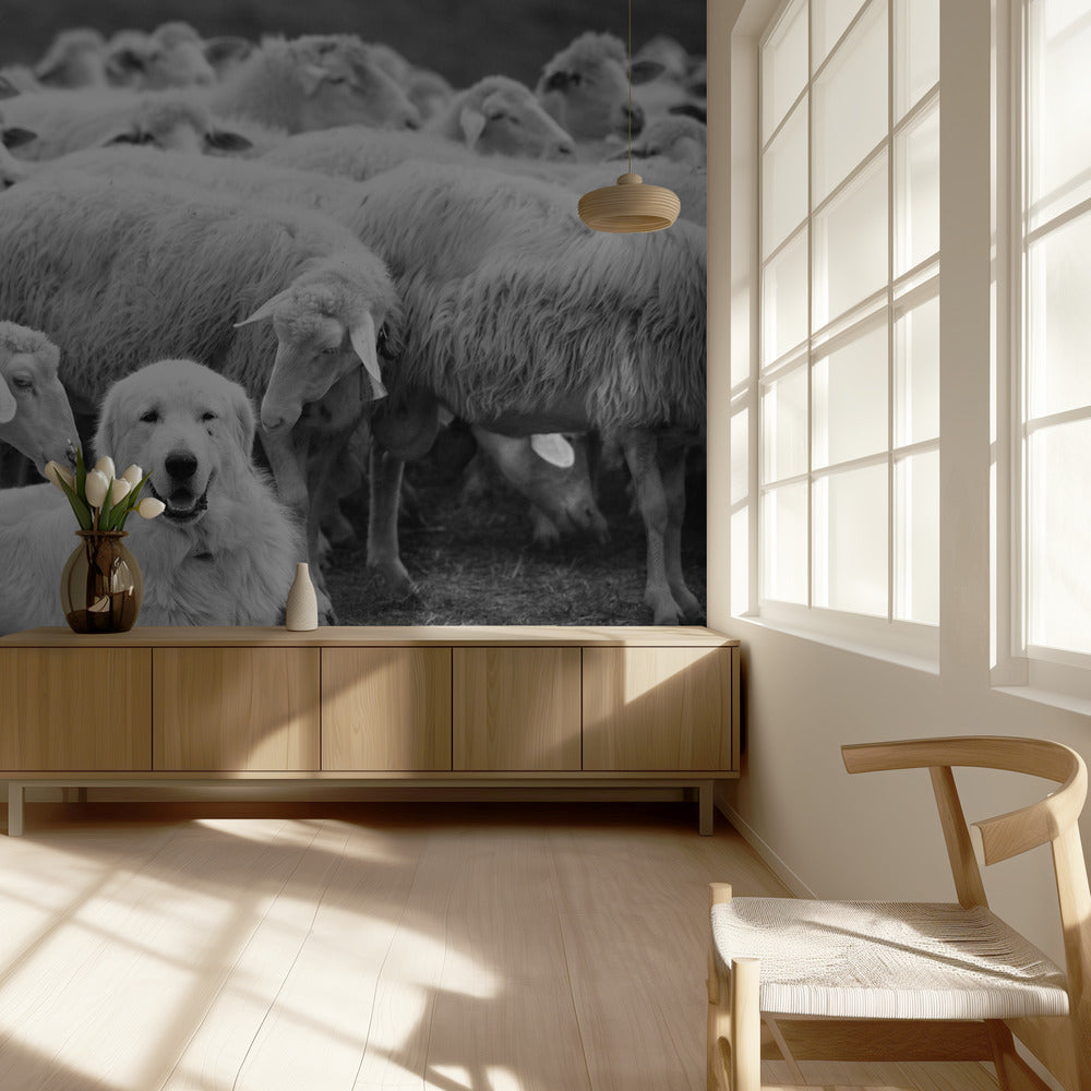 Der Boss | Hintergrundbild