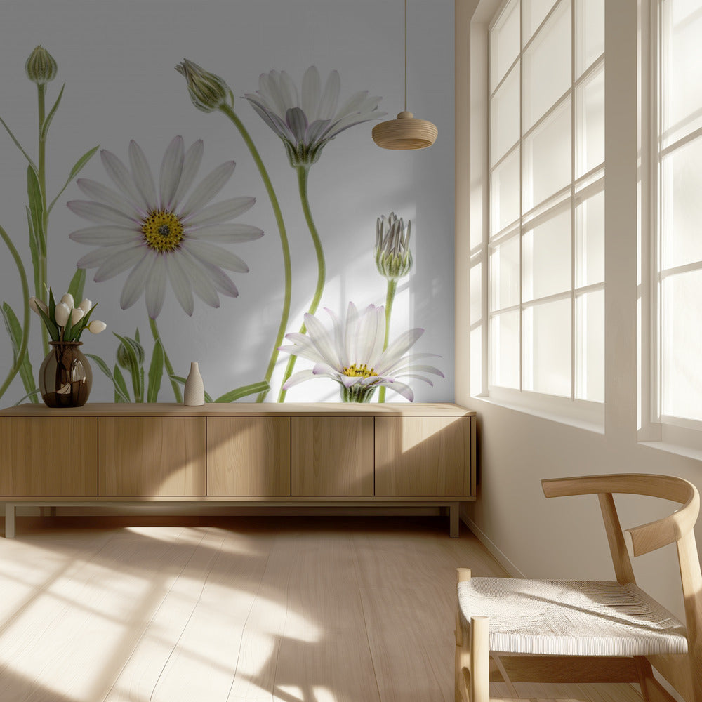 Cape Daisies | Tapete