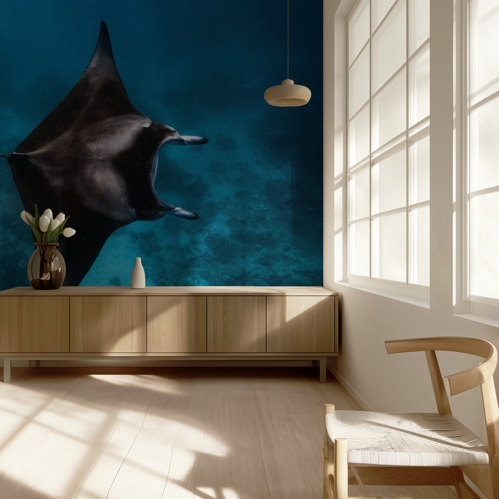 Manta flieg!!! | Hintergrundbild