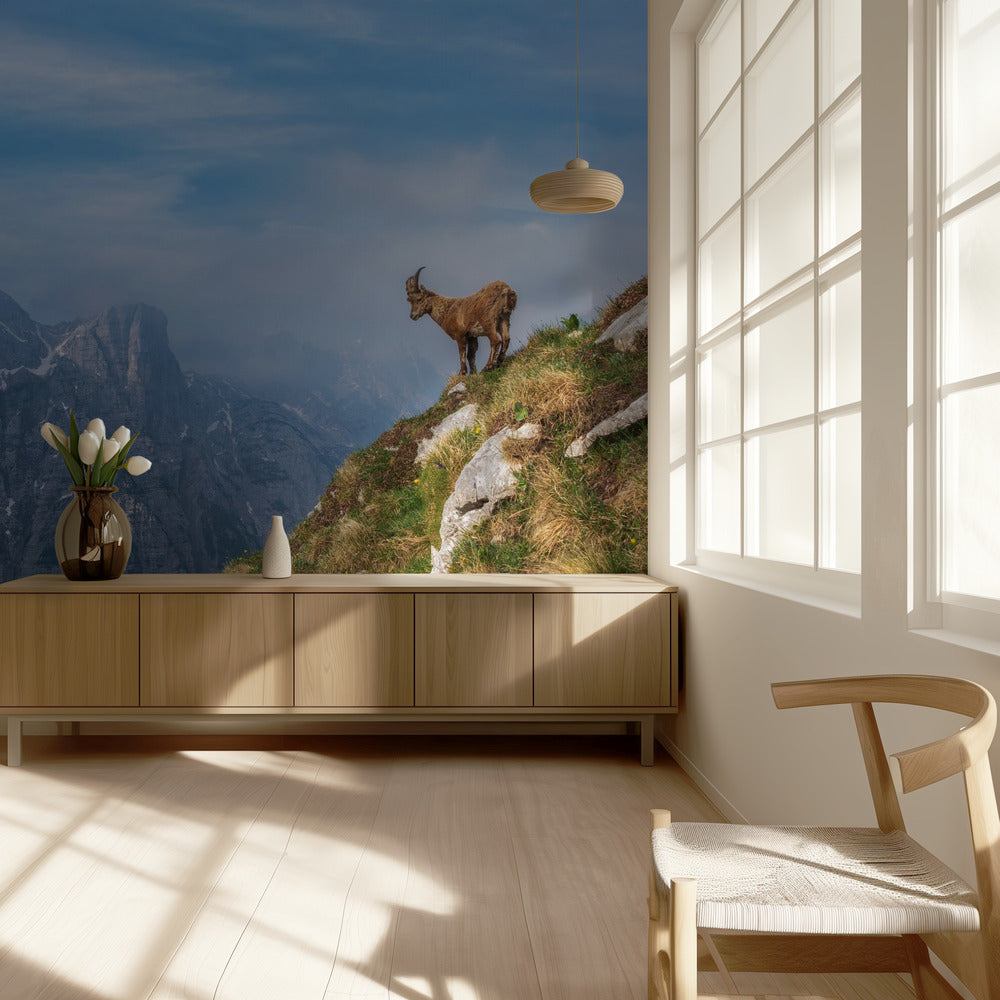 Alpensteinbock in den Bergen | Hintergrundbild