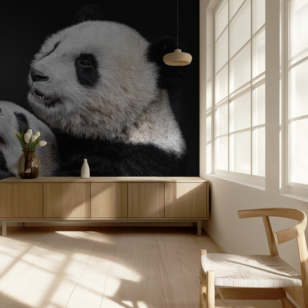 Pandas | Tapete