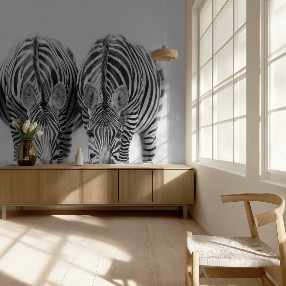 Zebras | Tapete