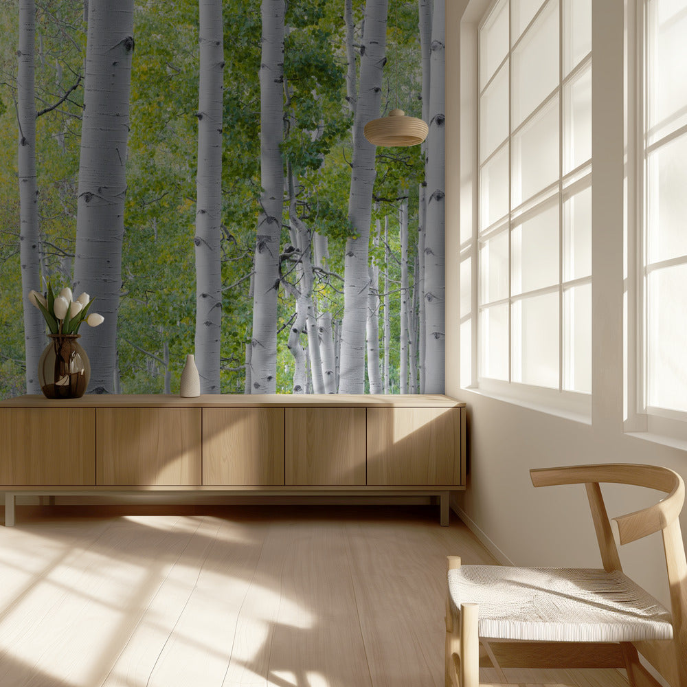 Birkenwald | Tapete