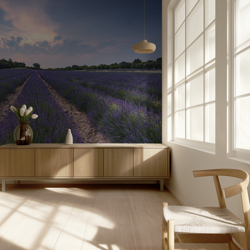 Blauer Lavendel | Tapete