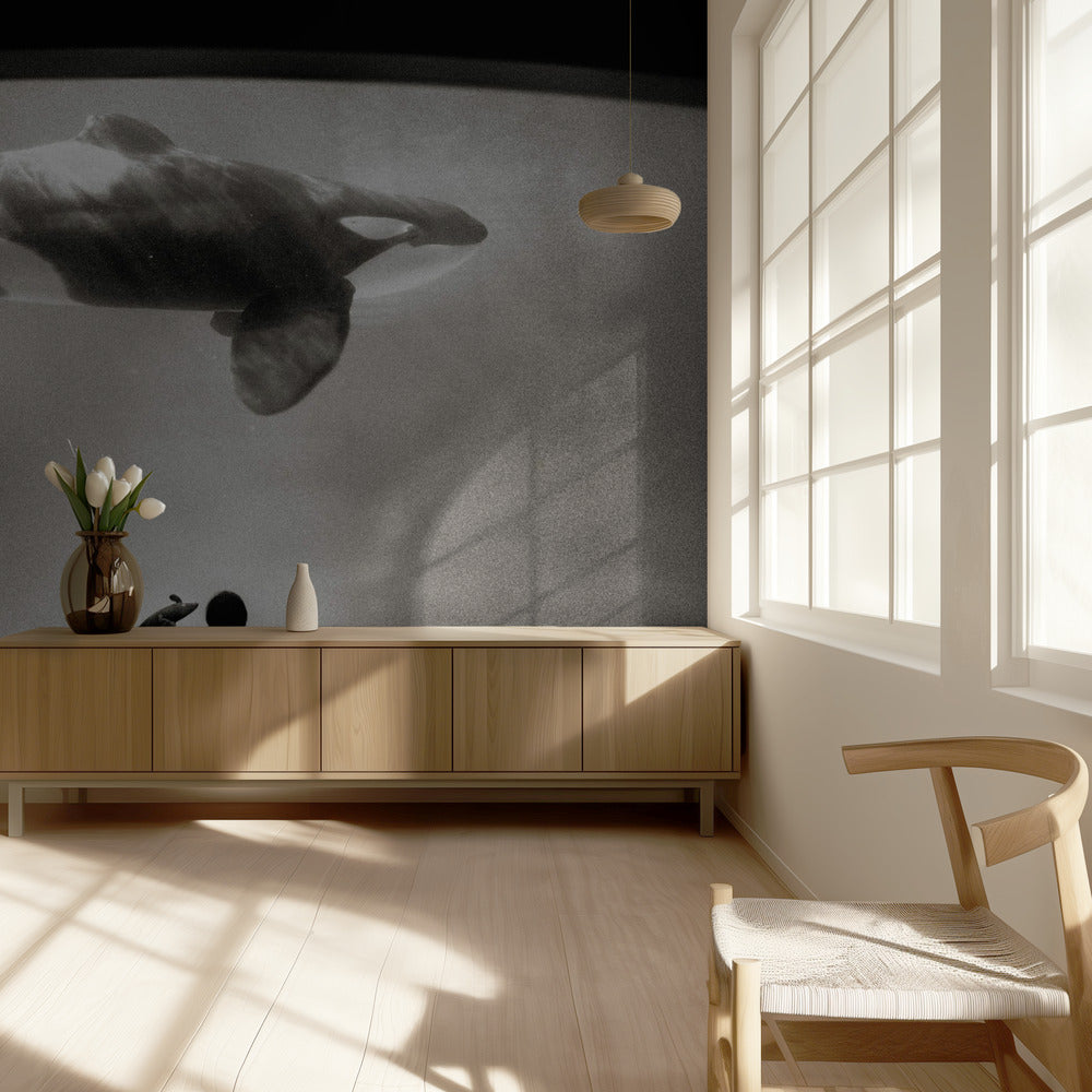 Im Reich des Orcas | Hintergrundbild