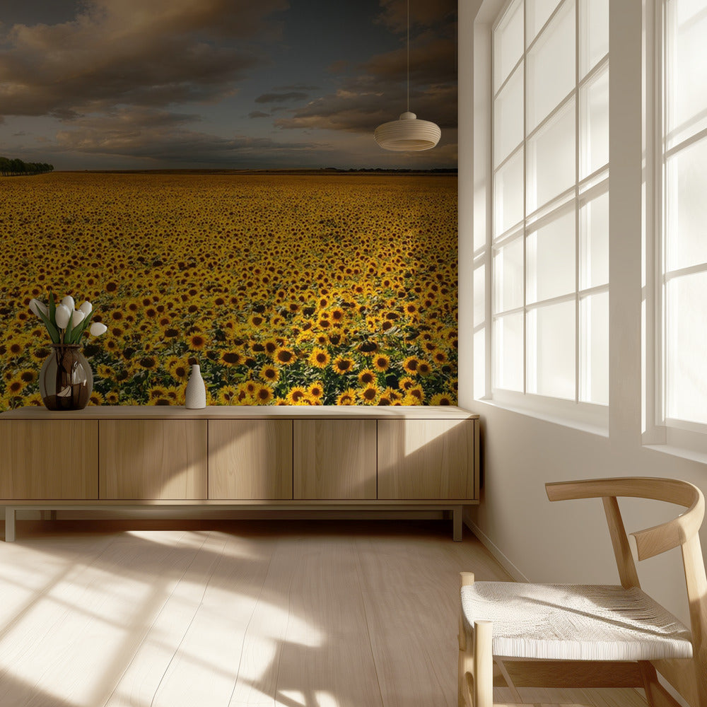 Sonnenblumen | Tapete