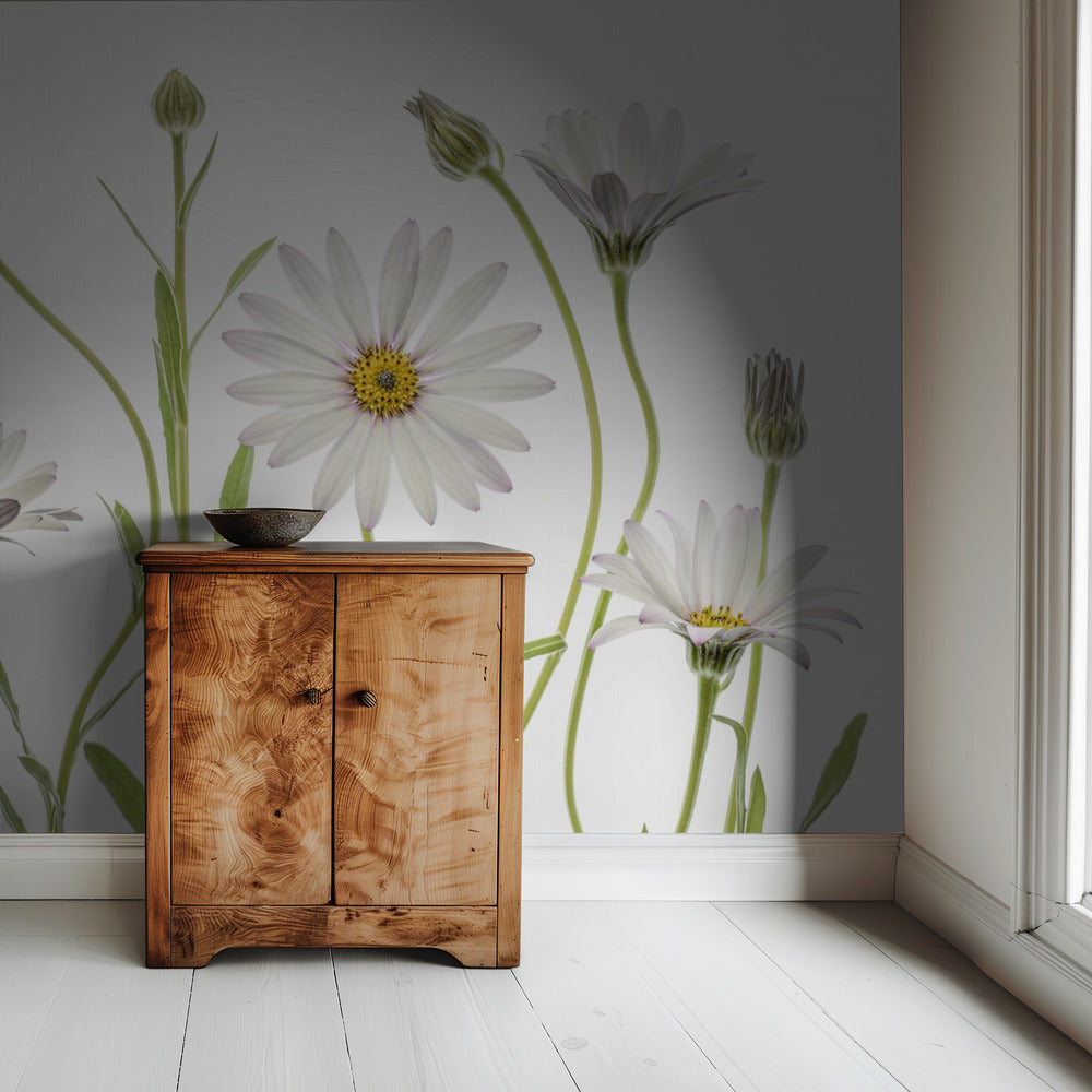 Cape Daisies | Tapete