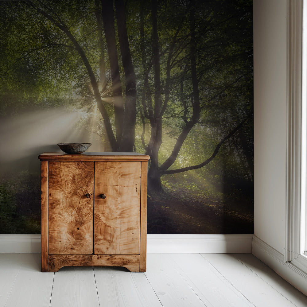 Das Morgenlicht | Hintergrundbild