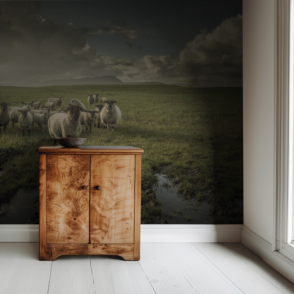 Sheep | Wallpaper