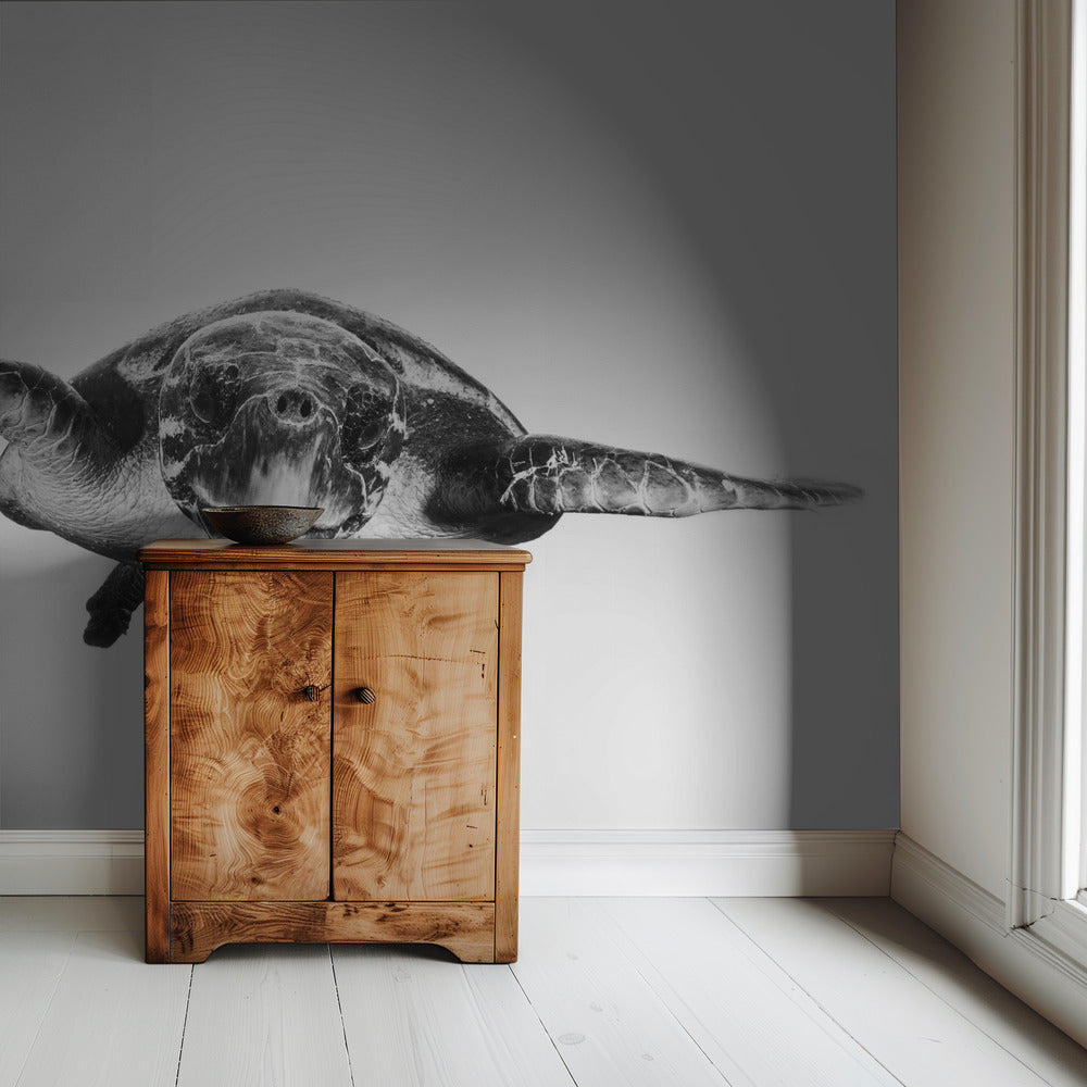 Weiß und Schildkröte | Tapete
