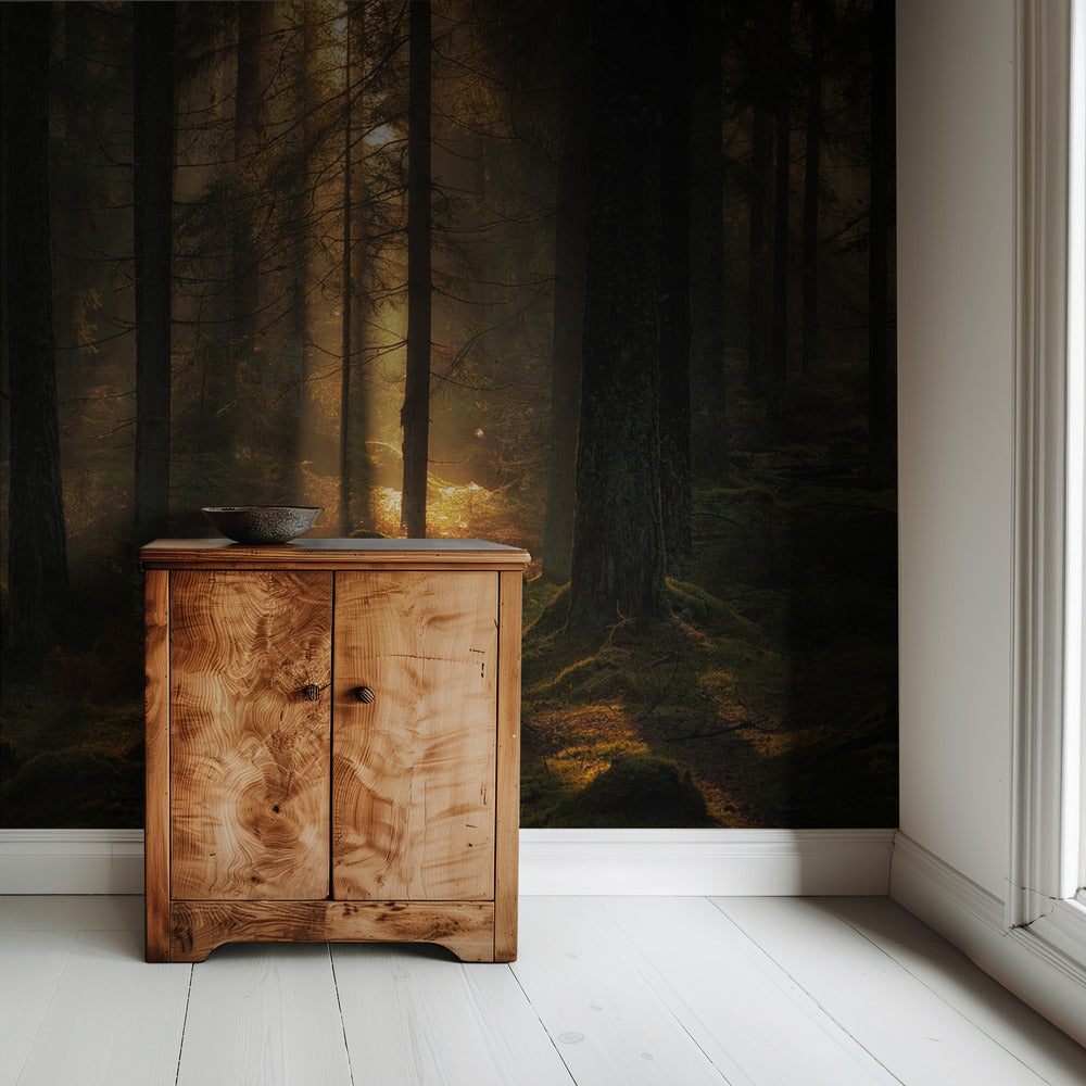 Das Licht im Wald | Hintergrundbild