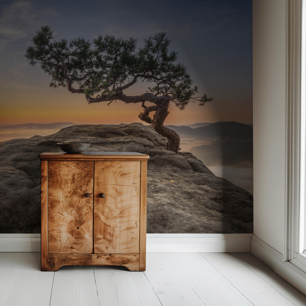 Alte Kiefer | Tapete