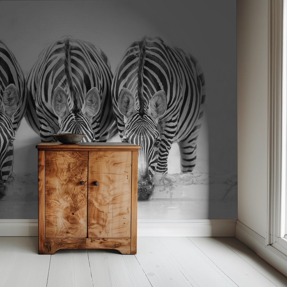 Zebras | Tapete