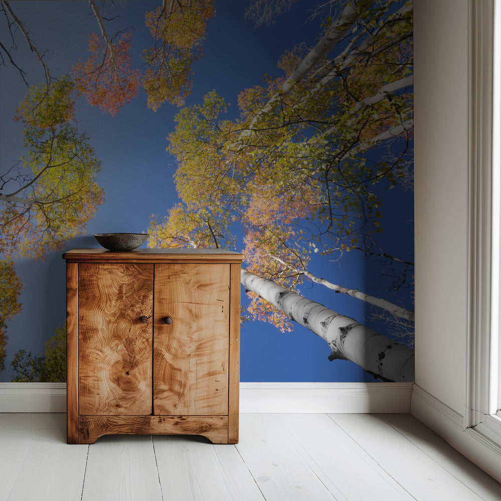 Herbstbirken | Tapete