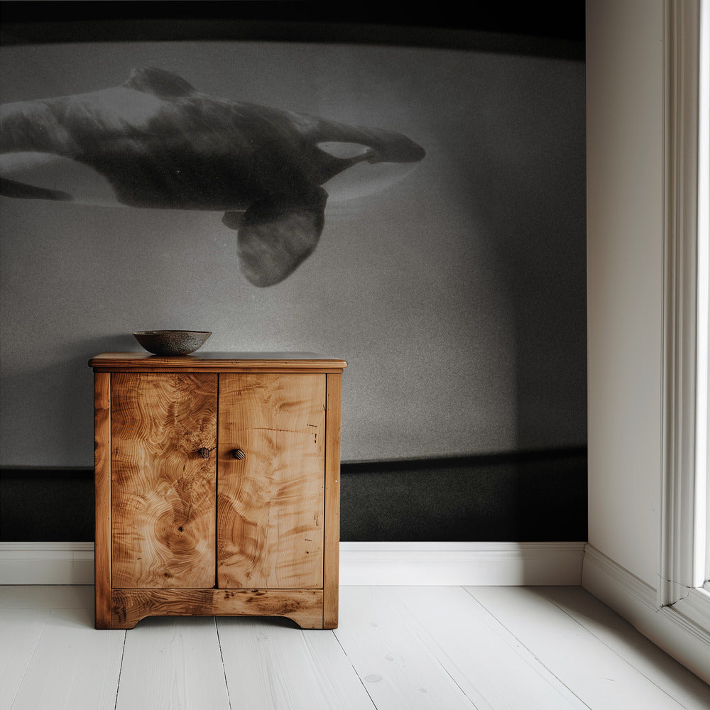 Im Reich des Orcas | Hintergrundbild