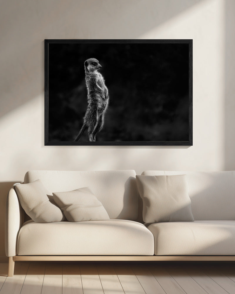Das Erdmännchen | Leinwand