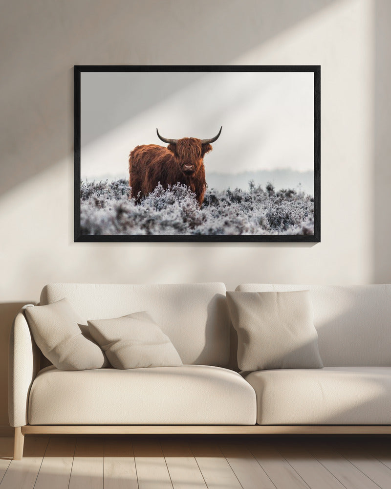 Highlander | Leinwand