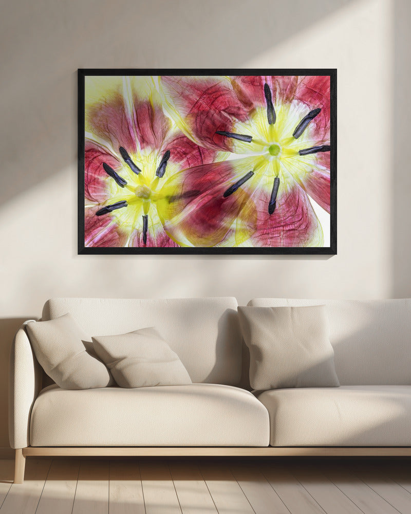 Tulpen | Leinwand