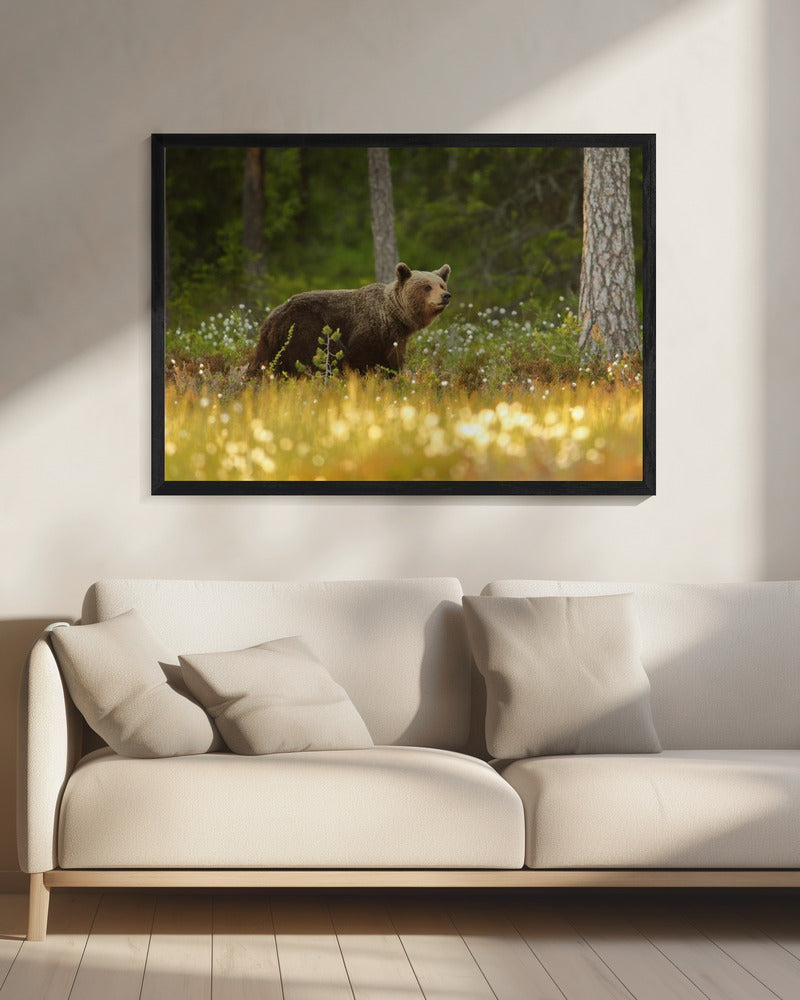 Brown Bear | Canvas