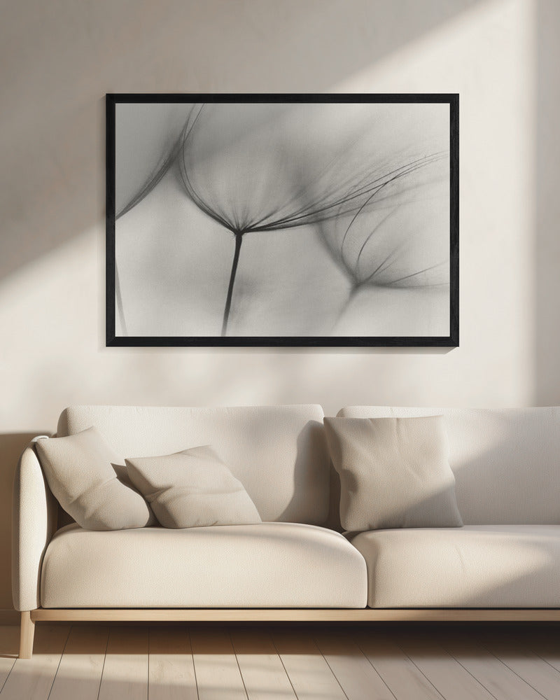 Tragopogon | Canvas
