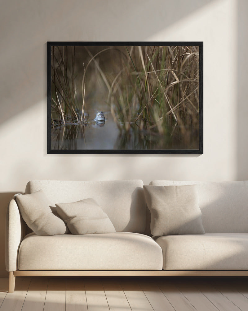 Zwei Frösche | Leinwand