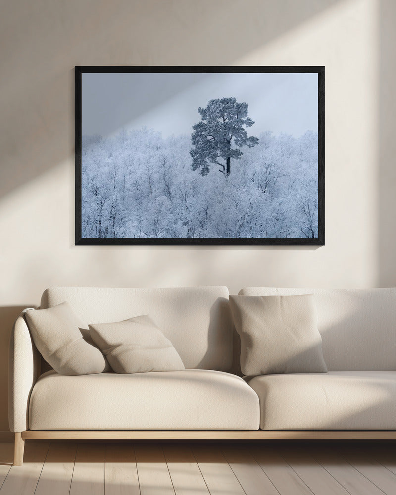 Erster Schnee | Leinwand