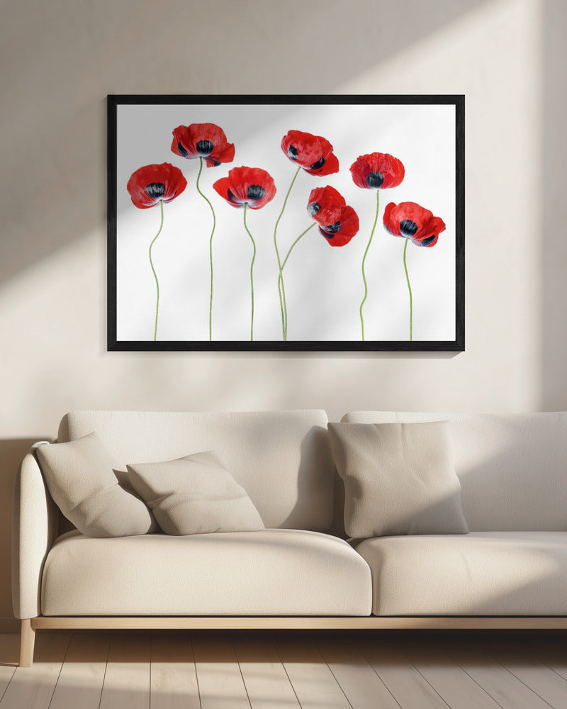 Marienkäfer Mohn | Leinwand
