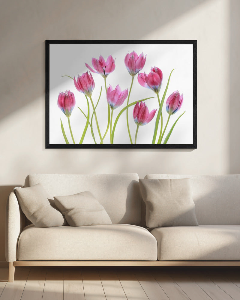 Tulpen-Rouge | Leinwand