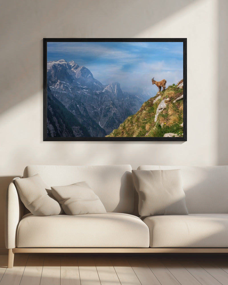 Alpensteinbock im Gebirge | Leinwand