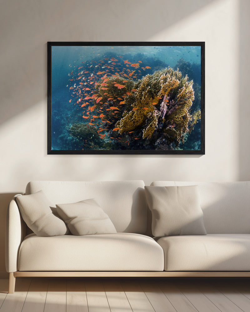 Reefscape | Canvas