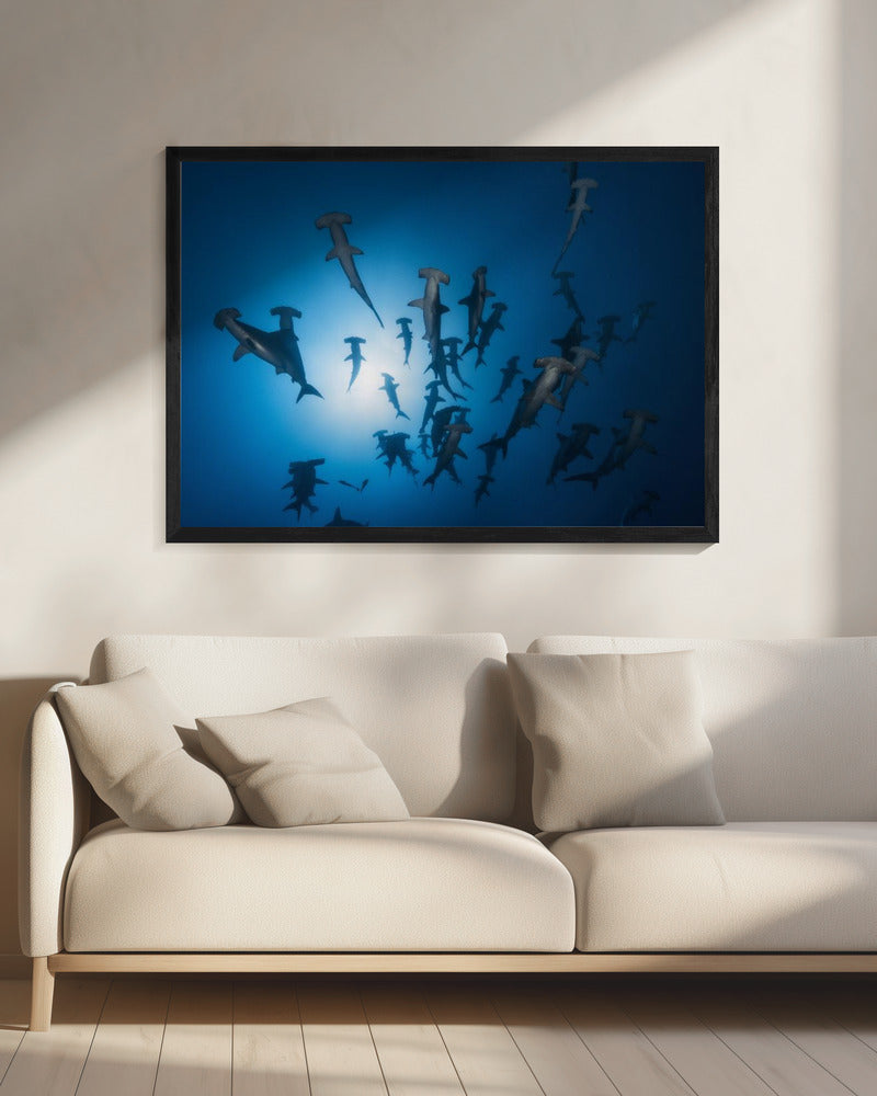 Hammerhai - Unterwasserfotografie | Leinwand