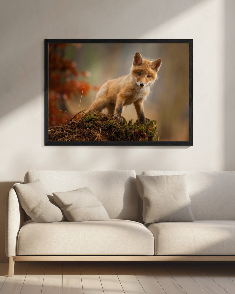 Fuchs | Leinwand